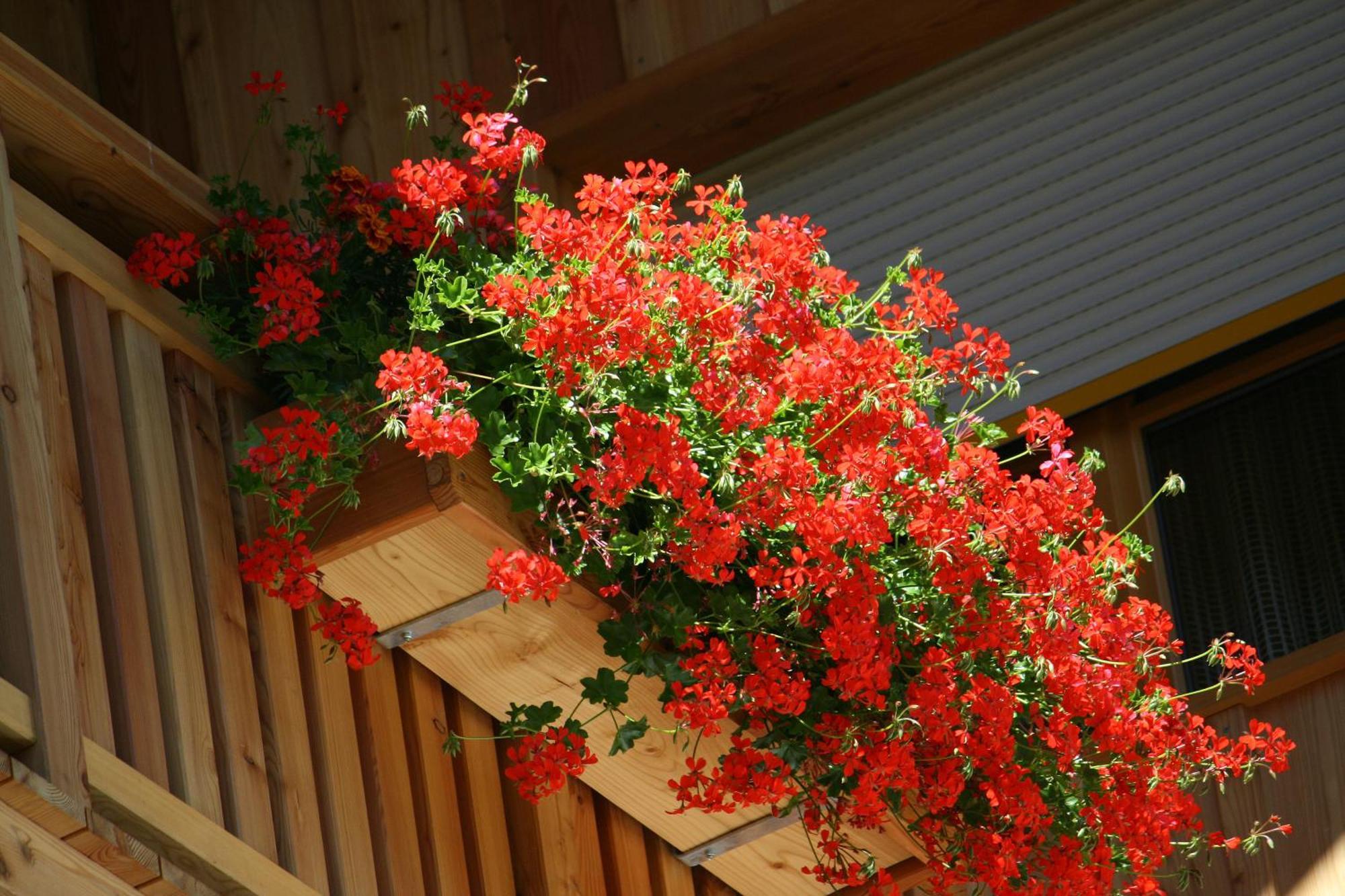 Hotel Schoene Aussicht Картич Екстериор снимка